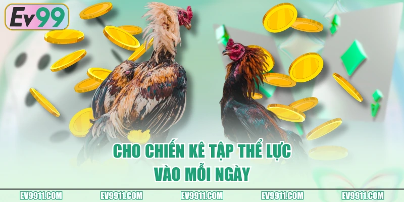 Cho chiến kê tập thể lực vào mỗi ngày